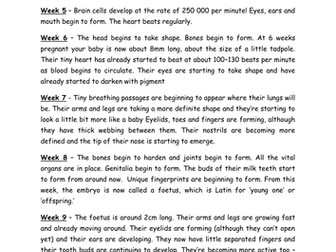 Development of a Foetus
