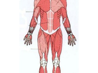 Muscle Man Diagram Quiz - Diagram Media