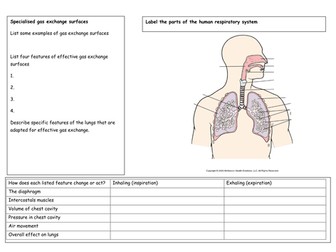 Exchange and breathing revision worksheets