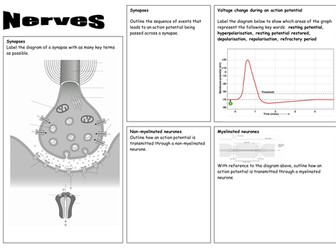 Nerves and Action Potentials revision sheets
