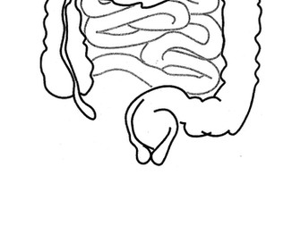 Pin the Organ on the Year 7