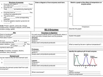 AQA Enzymes revision worksheet