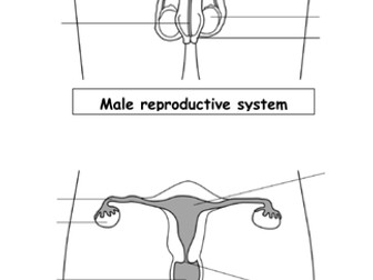 Reproductive organs