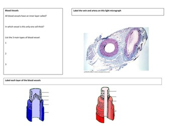 Blood Vessels Revision