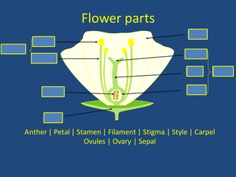 Parts of a flower