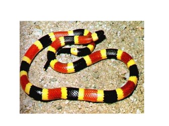 Convection circus used on year 6,7 and 8