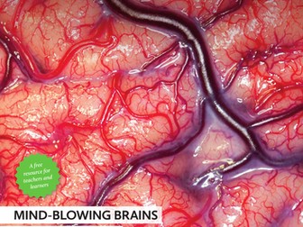 Big Picture: Inside the Brain