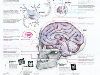 Big Picture Inside the Brain Poster