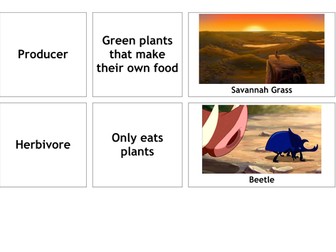 Lion King Food Chains Card Sort