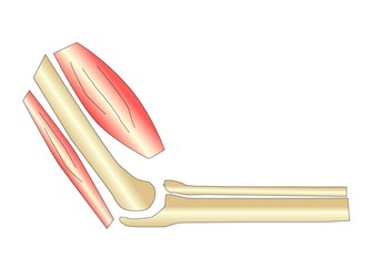 Investigating Joints - Active Lesson