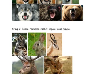 Predator prey starter