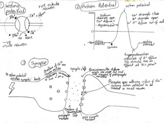 nervous system revision diagram