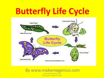 Butterfly Life Cycle
