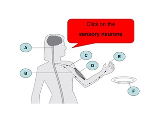 Reflex Arc Activity