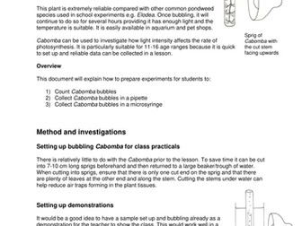 Photosynthesis practical - bubbling pondweed