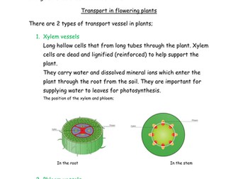 Transpiration in plants