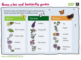 Grow a bee and butterfly garden