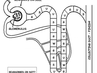 The Nephron Game