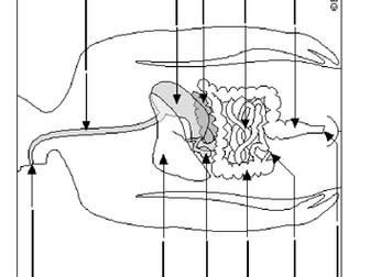 Organ Match Task