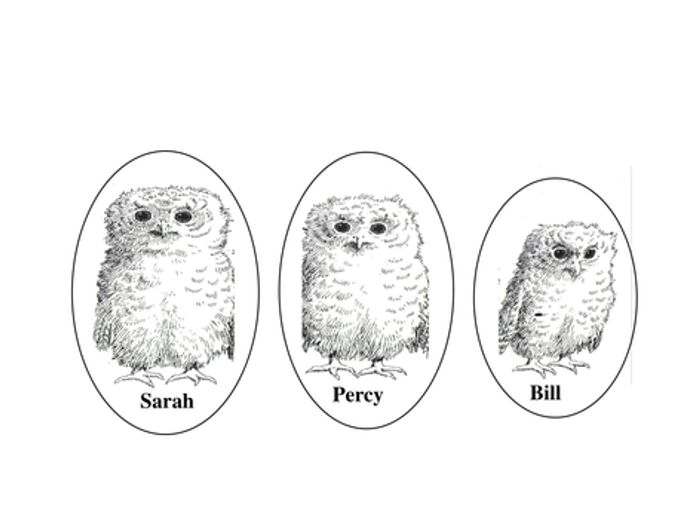 owl babies