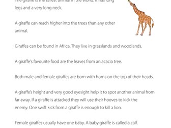 Reading comprehension: Giraffes (non-fiction)