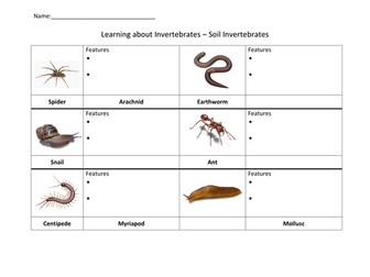 Discovering Invertebrates