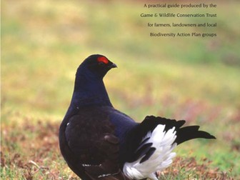 Black Grouse - A bird in trouble
