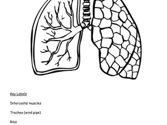 Diagram of the lungs including keywords