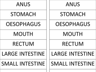Digestive System Independent Learning Activity