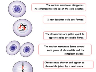 Mitosis Worksheets/Card Sorts