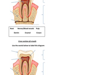 Cross section of a tooth