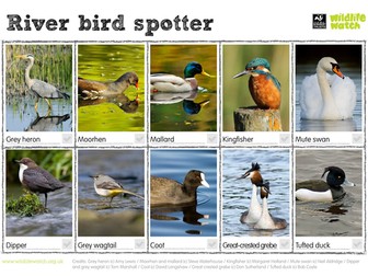 River Bird Spotting Sheet