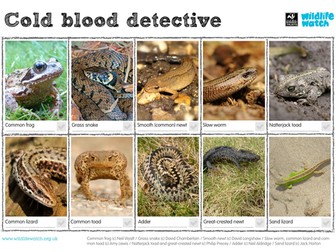 Cold Blood Spotting Sheet