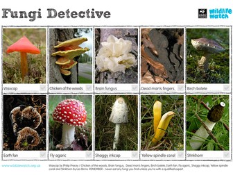 Fungi Detective Spotting Sheet