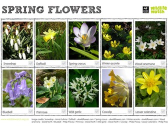 Spring Flowers Spotting Sheet
