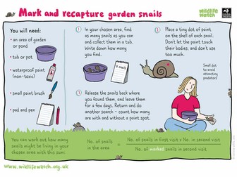 Mark and recapture garden snails