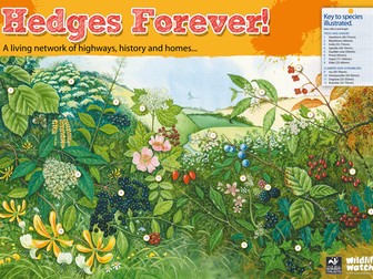 Hedgerows - 'Hedges Forever' Poster