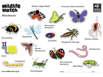 Minibeasts Colouring Sheets