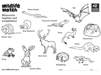 Mammals, reptiles and amphibians