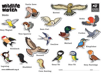 Birds Colouring Sheets