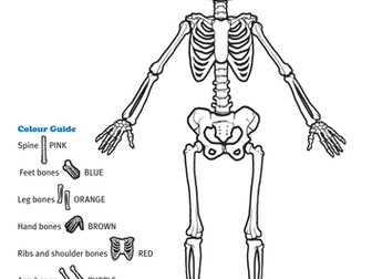 Unbeatable Bones - Colour Your Skeleton