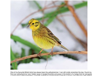 Action Countryside - Scribbling Larks