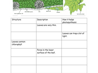 Adaptations of leaves for photosynthesis