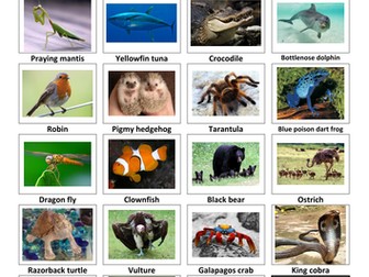 Classification guess who