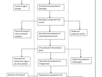 Menstrual Cycle in a Flow Chart