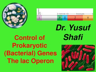 The lac Operon