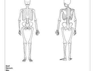 Movement Analysis for the Musculoskeletal System
