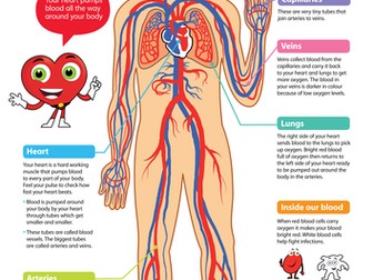 The Circulatory System Poster