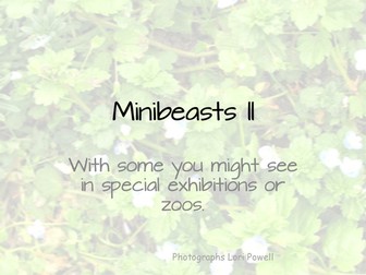 Minibeasts Slideshow Part Two
