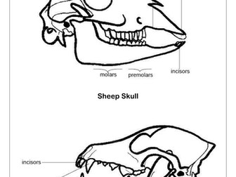Teeth and Eating Resources